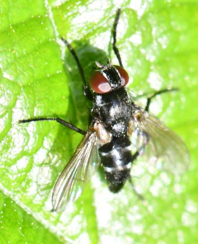 Gastrolepta anthracina